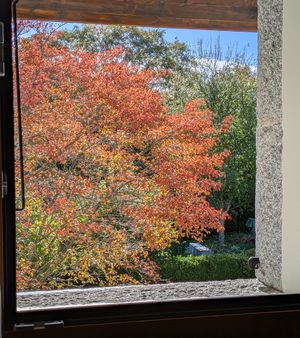 L’arbre devant fenêtre