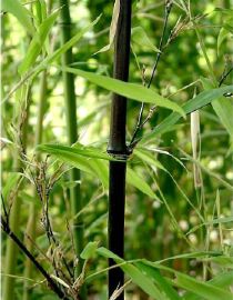 bambou-noir